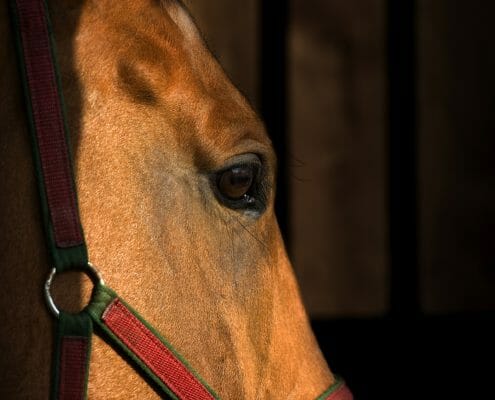 A close up picture of the side of a horse's face