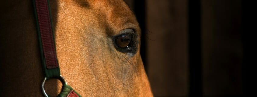 A close up picture of the side of a horse's face
