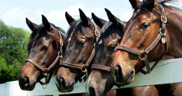 Four horses standing at fence