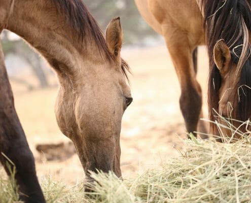 a horse eating forage