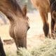 a horse eating forage