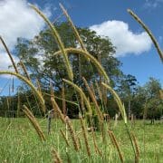 Close up photo of grass