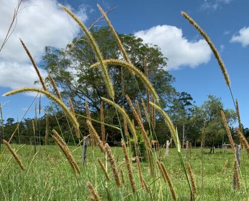 Close up photo of grass