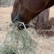 A horse eating hay