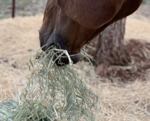 A horse eating hay