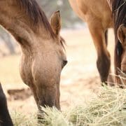 Horses eating hay off the ground