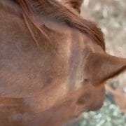 A photo of a horse showing signs of sunbleaching behind the ears