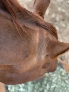 A photo of a horse showing signs of sunbleaching behind the ears