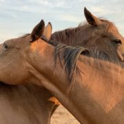 Two horses grooming each other affectionately