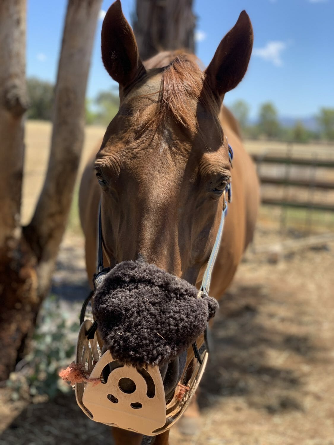 horse grazing muzzle horse grazing muzzle