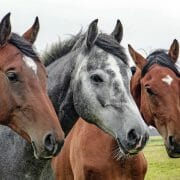 Three healthy horses standing in a field