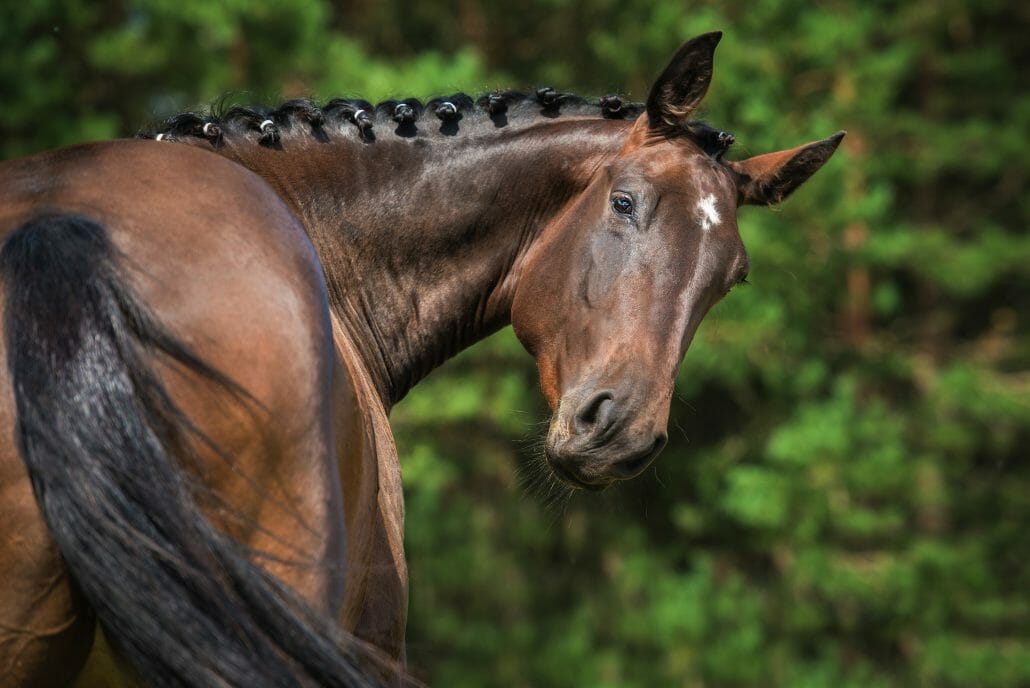 Horse Digestive System Equine Gut Health