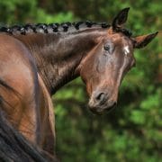 Dark bay horse looking back