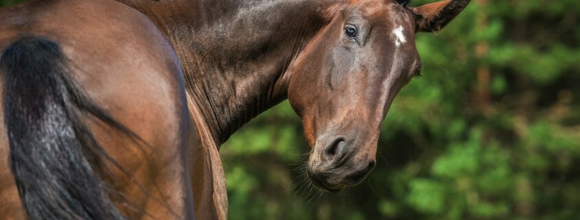Dark brown horse looking bavk