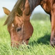 Horse grazing on forage, an important part of a healthy diet