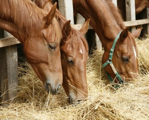 three horses eating hay