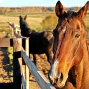 horse standing at fence