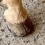 Cracked horse hoof