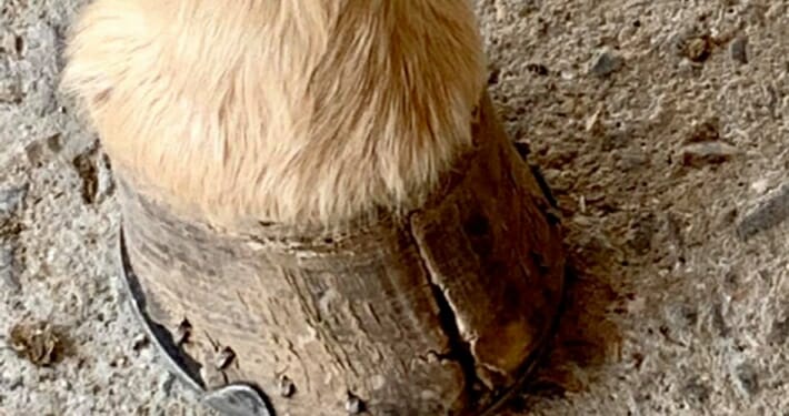 Cracked horse hoof