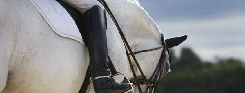 a healthy well fed dressage horse out for a ride