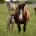Mare on pasture with foal at foot