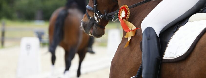 Award winning dressage horse