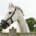 Beautiful laminitis prone Horse wearing a grazing muzzle to control its intake of grass