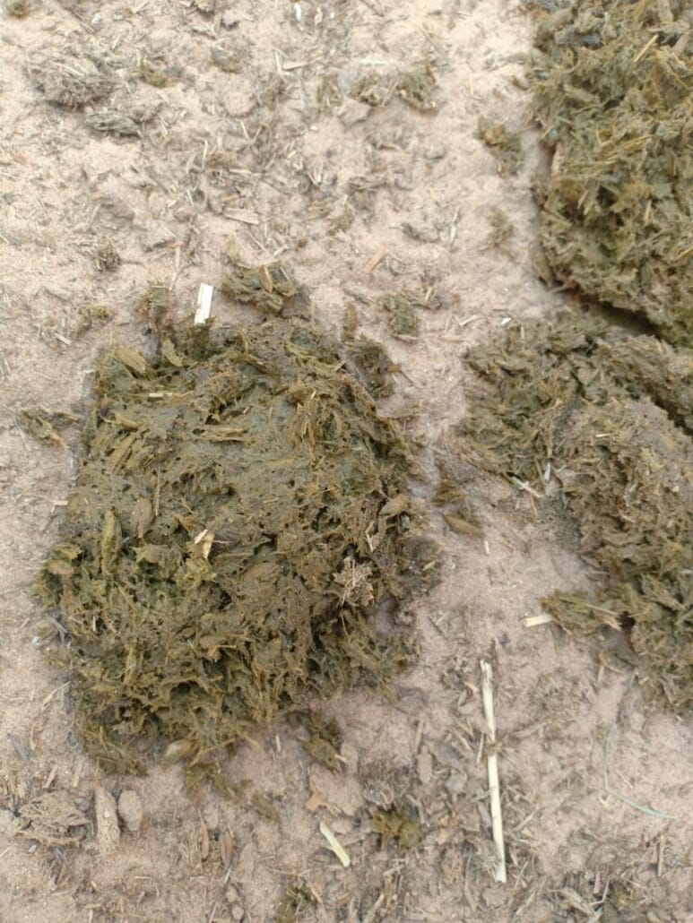 Manure Score Chart How to Quickly Check Your Horse's Hindgut Health