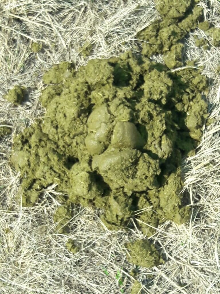 Manure Score Chart How to Quickly Check Your Horse's Hindgut Health