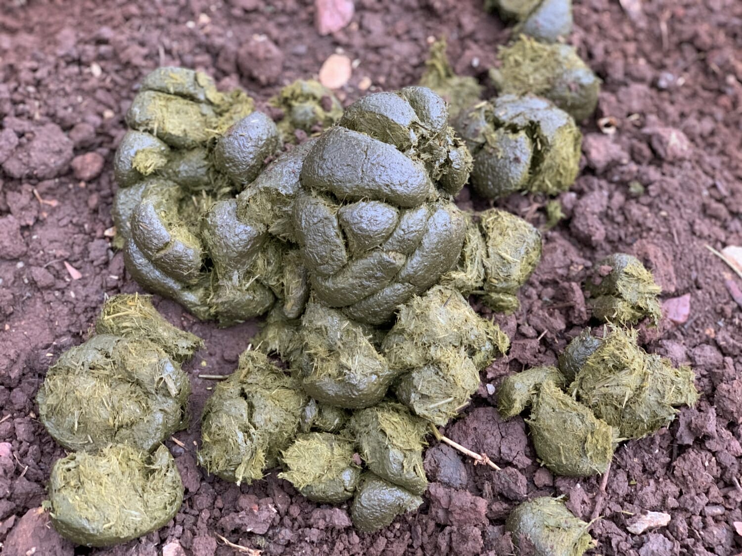 Manure Score Chart How to Quickly Check Your Horse's Hindgut Health