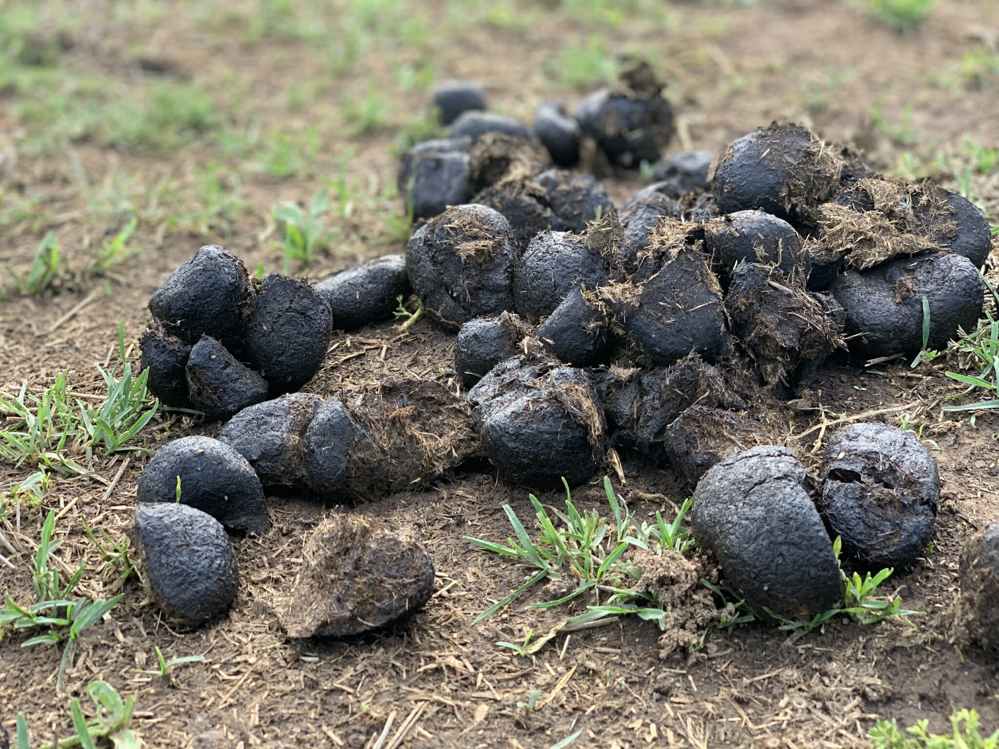 Manure Score Chart How to Quickly Check Your Horse's Hindgut Health