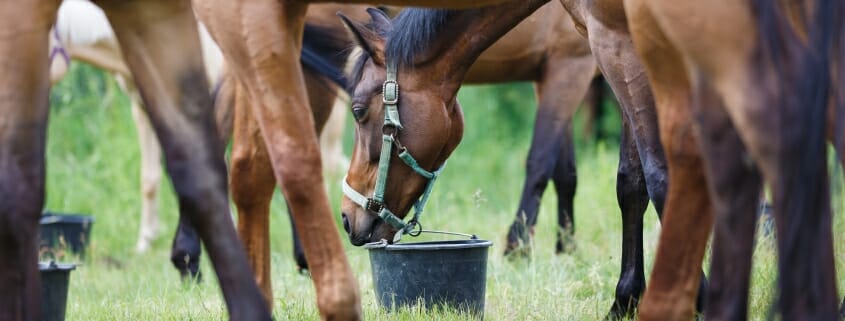 Horse feeding on the meadow