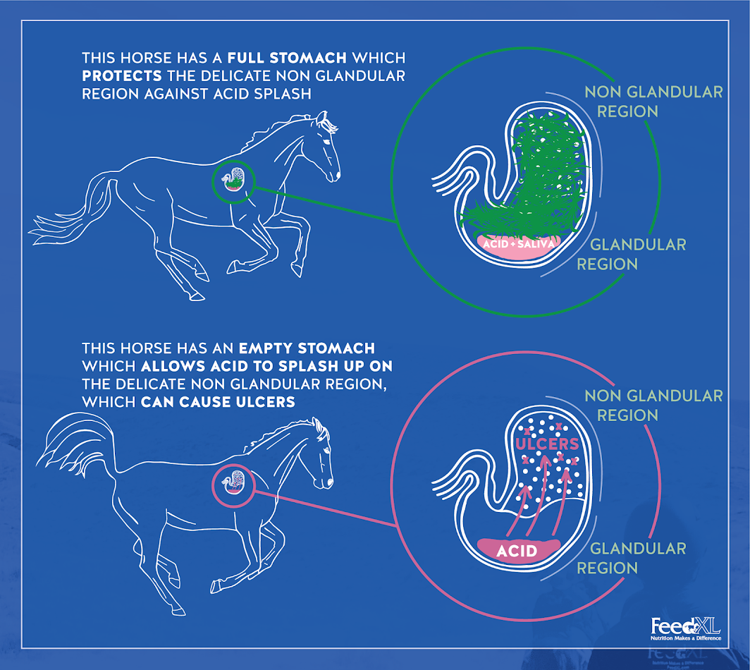 Image showing horse acid production and why you should feed before you ride