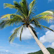 A coconut tree, the source of copra meal for horses