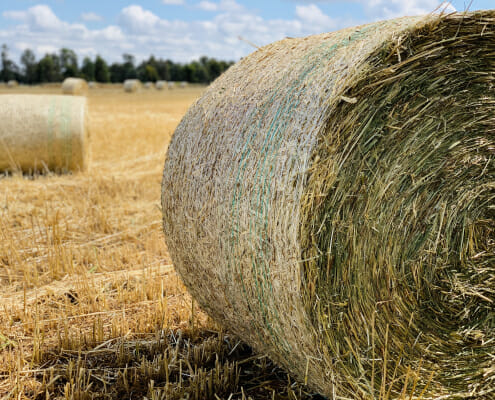 Photo of oaten hay