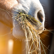 A horse eating hay