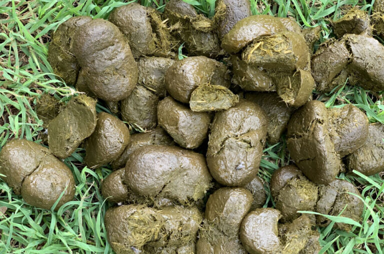 FeedXL Online Horse Nutrition Calculator