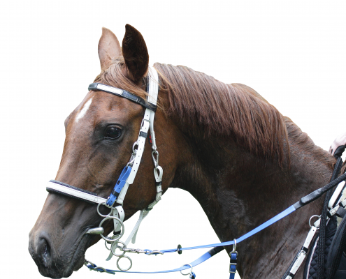 Photo of an endurance horse that needs adequate nutrition