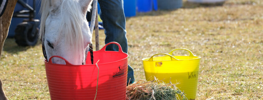 Understanding Dry Matter