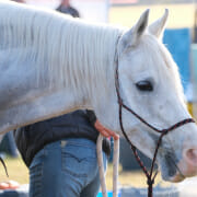 Horse sweating out electrolytes