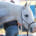 Horse sweating out electrolytes