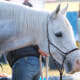 Horse sweating out electrolytes
