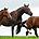 Three healthy horses runninnig