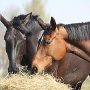 img-horse-forage Forage vs. Fibre - what's the difference for your horse