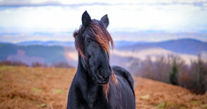 Black horse on brown pasture