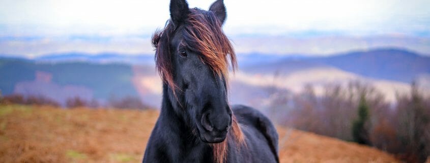 Black horse on brown pasture